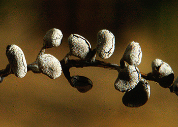 Physarum compressum (Physarum compressum) - © Heinz Prelicz